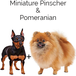 Pineranian Dog